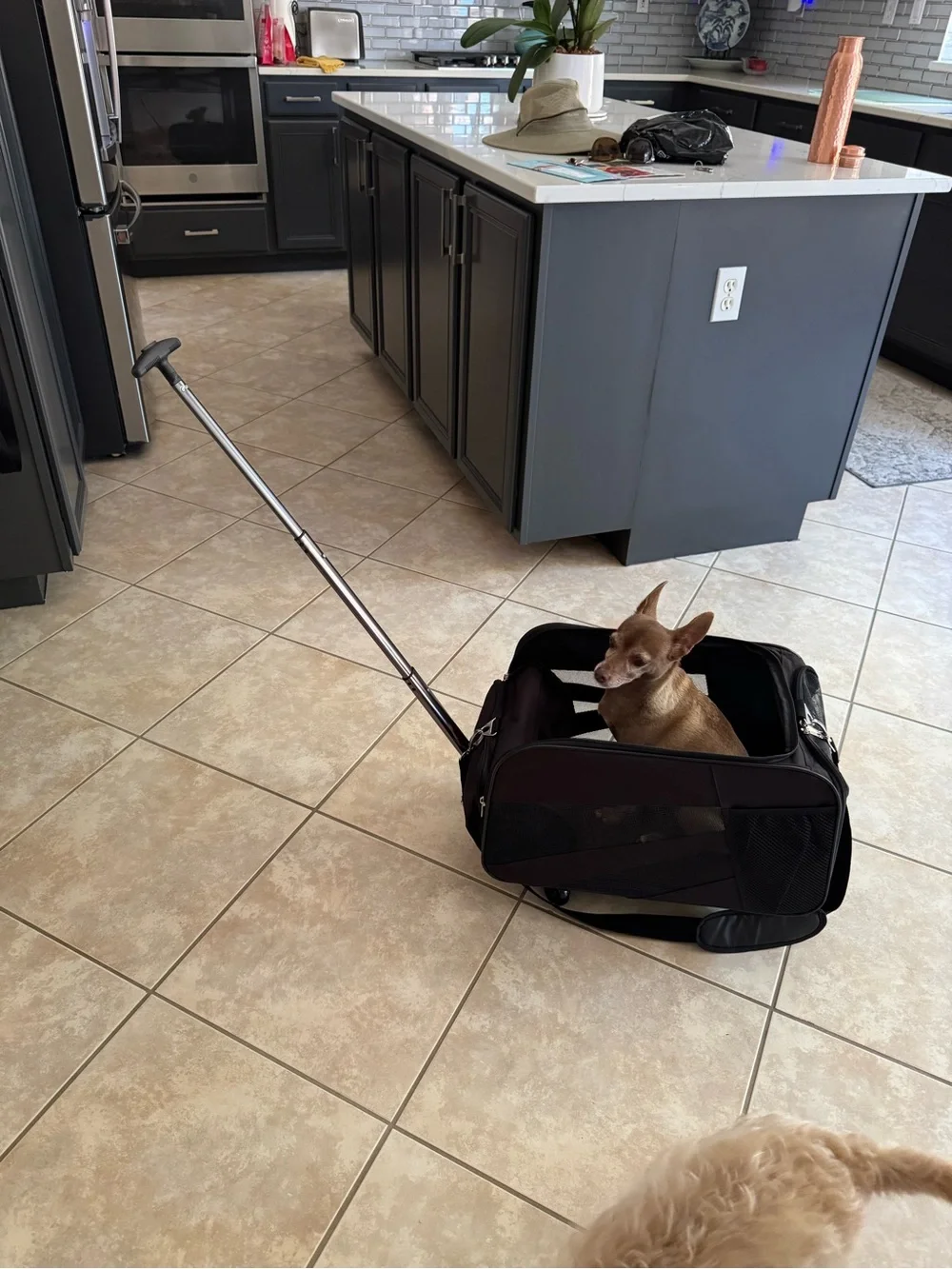 Medium Rolling Pet Carrier and Cart – Black